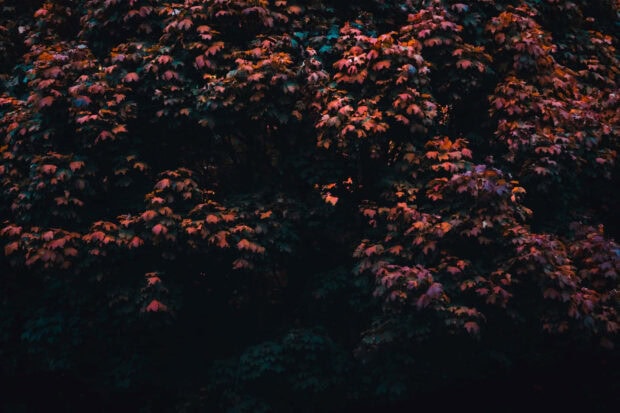 A dark fall wallpaper featuring dense red and orange leaves on a tree, creating a moody natural backdrop