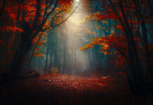 An enchanting Dark Fall Wallpaper showing a mysterious forest with vibrant red and orange leaves and dramatic light rays piercing through the haze