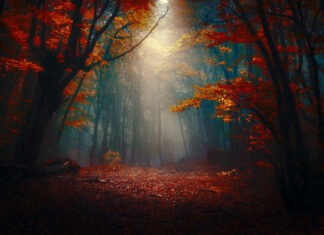 An enchanting Dark Fall Wallpaper showing a mysterious forest with vibrant red and orange leaves and dramatic light rays piercing through the haze