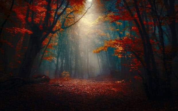 An enchanting Dark Fall Wallpaper showing a mysterious forest with vibrant red and orange leaves and dramatic light rays piercing through the haze