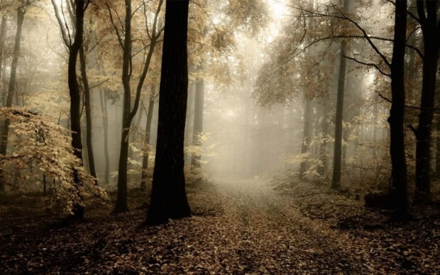 Dark Fall Wallpaper featuring a mysterious foggy forest path covered in fallen leaves
