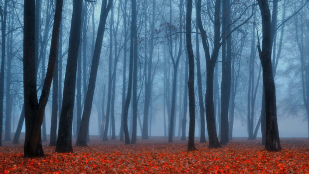 A mystical Dark Fall Wallpaper showcasing a foggy forest with dark tall trees and a carpet of vibrant red autumn leaves on the ground