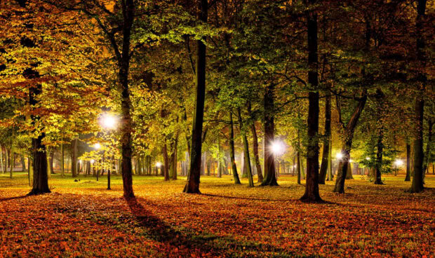 A beautiful Dark Fall Wallpaper of a forest path at night, illuminated by street lights with vibrant autumn foliage
