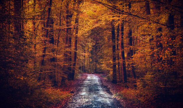 Dark Fall Wallpaper showing a vibrant autumn forest path with rich orange and yellow leaves