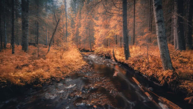 A serene Dark Fall Wallpaper depicting a tranquil forest stream flowing through vibrant orange autumn foliage and dark trees