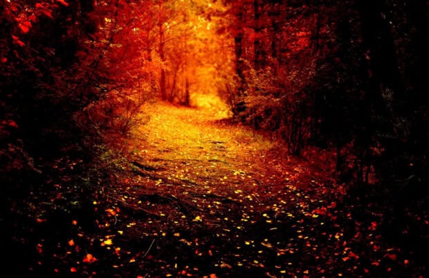 A dark fall wallpaper depicting a forest path covered in glowing orange and yellow fallen leaves, leading into a bright, mysterious light