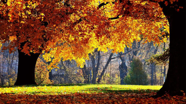 A beautiful Dark Fall Wallpaper featuring golden orange leaves on trees in a park, with sunlight filtering through