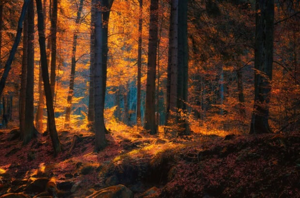 A radiant Dark Fall Wallpaper featuring a forest bathed in golden sunlight, highlighting vibrant orange autumn leaves and tree trunks