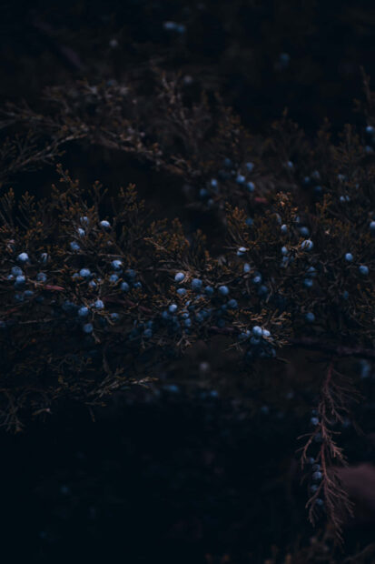 A moody Dark Fall Wallpaper featuring dark juniper branches with small blue berries against a deep, dark background