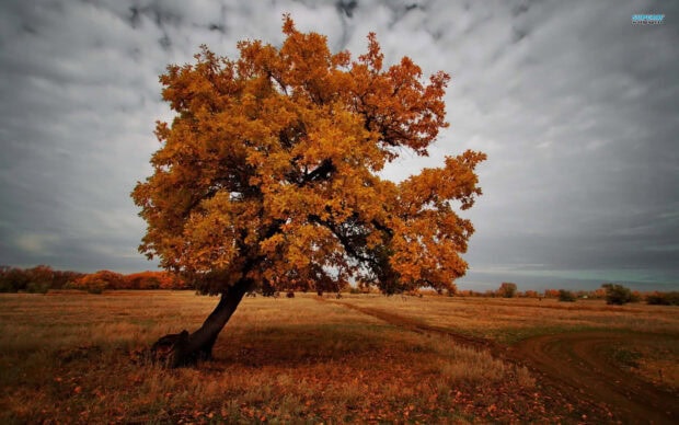 A stunning Dark Fall Wallpaper featuring a lone oak tree with vibrant orange leaves in a wide open field under a cloudy sky