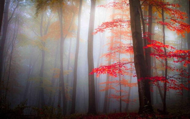 Dark Fall Wallpaper showing a mysterious misty forest with tall trees and vibrant red autumn foliage