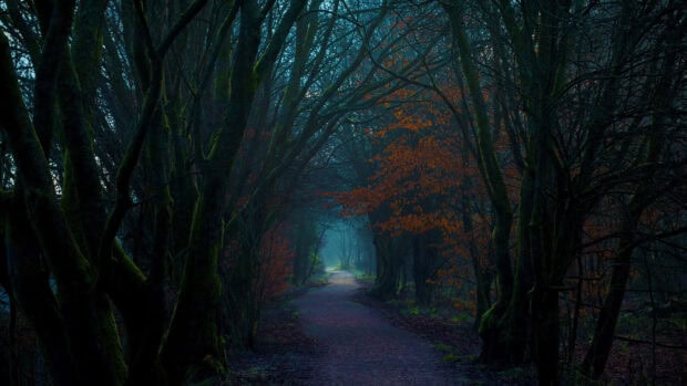 A captivating Dark Fall Wallpaper depicting a misty forest path winding through tall, dark trees with hints of autumn foliage