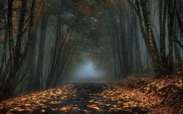 A mysterious Dark Fall Wallpaper depicting a misty forest path covered in fallen orange leaves, surrounded by tall dark trees