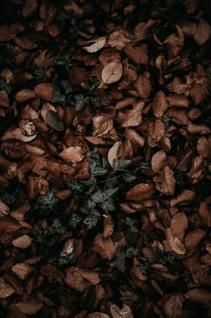 Dark Fall Wallpaper showing an overhead view of dark brown and green fallen leaves creating a rich texture
