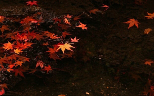 Dark Fall Wallpaper featuring vibrant red and orange maple leaves floating on dark water