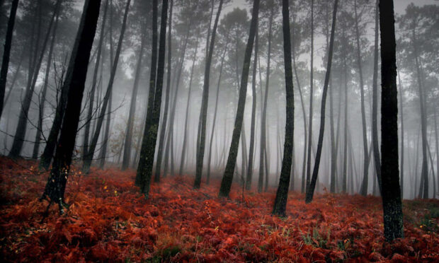Dark Fall Wallpaper depicting a spooky forest with tall dark trees and a ground covered in red autumn ferns