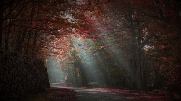 A dark fall wallpaper featuring a sunlit forest road with rays breaking through autumn trees and a rustic stone wall on the left