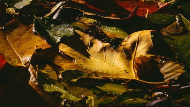 A close-up Dark Fall Wallpaper showcasing wet, fallen autumn leaves in shades of brown and gold with strong shadows
