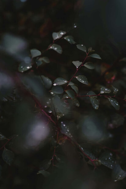 A moody Dark Fall Wallpaper featuring green leaves with water droplets on thin branches against a dark, blurred background
