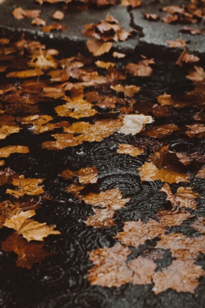 Dark Fall Wallpaper showing wet brown and orange fallen leaves on a dark, rainy ground