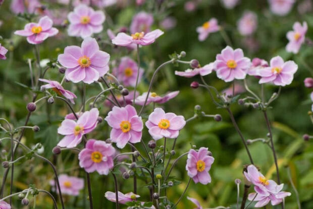 This Fall Flowers Wallpaper depicts a serene field of delicate light pink Japanese anemone flowers with yellow centers