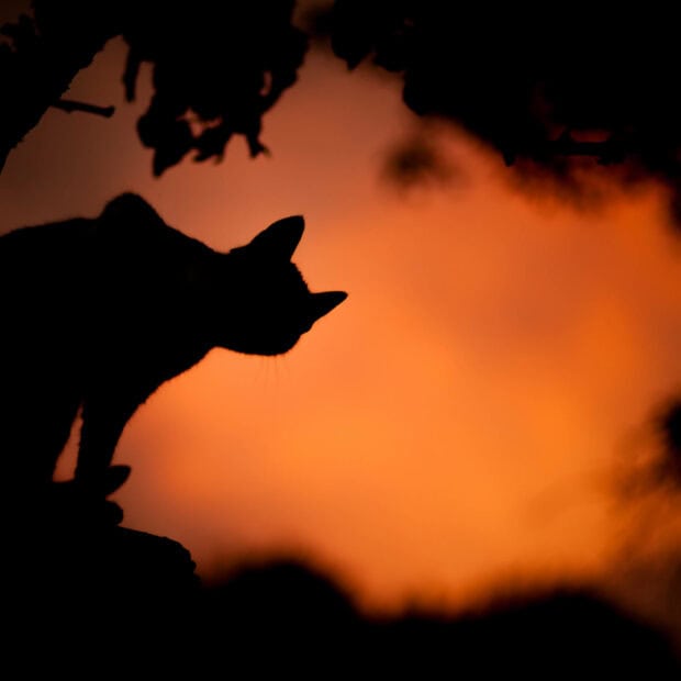 A striking Disney Halloween wallpaper showing the silhouette of a black cat perched against a vibrant orange and red sunset sky