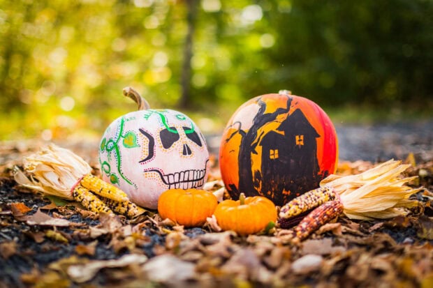A charming Disney Halloween wallpaper showcasing two decorated pumpkins, one with a skull face and another with a haunted house, surrounded by small pumpkins and autumn foliage