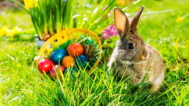 A fluffy brown Easter Bunny Wallpaper sits beside a colorful basket of Easter eggs in bright green grass