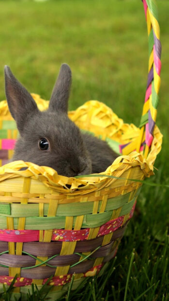 An adorable Easter Bunny wallpaper showcasing a small gray bunny in a colorful woven basket on green grass