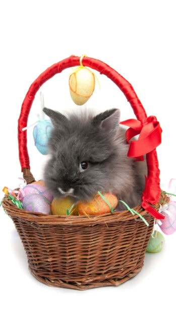 A cute grey Easter Bunny Wallpaper sitting in a brown basket decorated with a red ribbon and colorful Easter eggs