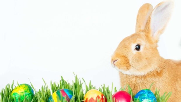 Easter Bunny Wallpaper showing a cute brown rabbit looking at colorful Easter eggs in green grass