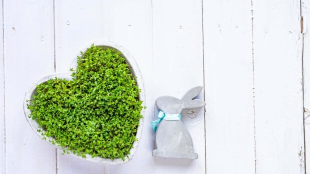 A unique Easter Bunny wallpaper showing a top-down view of a heart-shaped bowl of green sprouts next to a grey concrete bunny figurine on a rustic white wooden surface