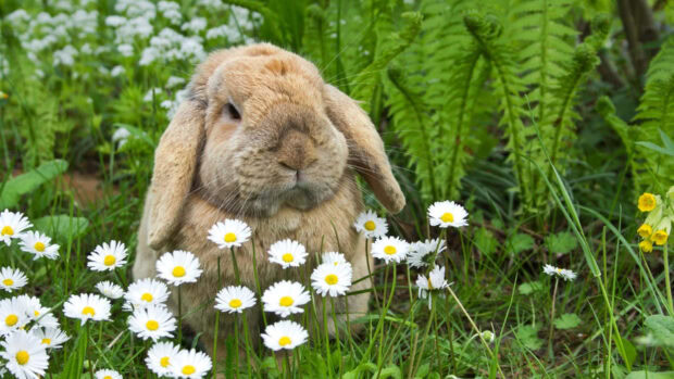 A charming brown lop-eared Easter Bunny Wallpaper sitting among white daisy flowers and green grass