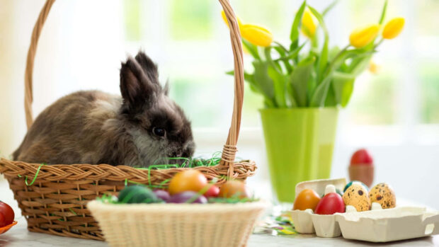 A beautiful Easter Bunny Wallpaper featuring a real bunny sitting in a wicker basket surrounded by colorful Easter eggs and yellow tulips
