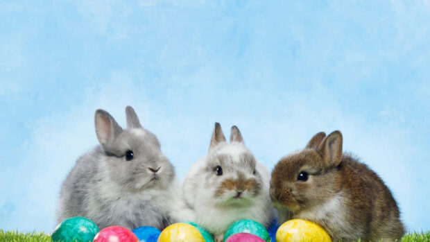 Easter Bunny Wallpaper featuring three cute fluffy rabbits sitting on green grass with colorful eggs against a bright blue background