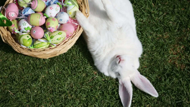 Easter Bunny Wallpaper featuring a fluffy white rabbit lying on green grass next to a basket of Easter eggs