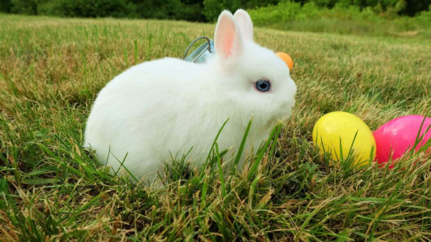 A cute white Easter Bunny Wallpaper with blue eyes sitting in green grass next to colorful Easter eggs