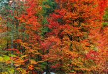 A picturesque Fall Aesthetic Iphone Wallpaper featuring a wooden bridge covered in vibrant red and orange autumn leaves through a colorful forest