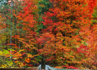 A picturesque Fall Aesthetic Iphone Wallpaper featuring a wooden bridge covered in vibrant red and orange autumn leaves through a colorful forest