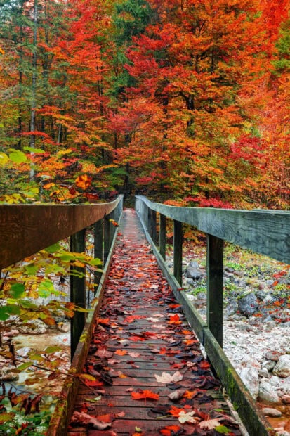 A picturesque Fall Aesthetic Iphone Wallpaper featuring a wooden bridge covered in vibrant red and orange autumn leaves through a colorful forest