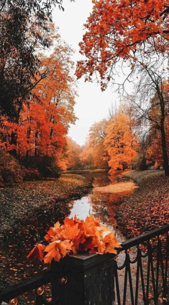A vibrant fall aesthetic iPhone wallpaper showcasing a scenic river surrounded by trees with bright orange autumn leaves