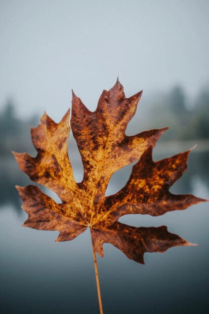 A detailed fall aesthetic iPhone wallpaper showcasing a single brown and orange maple leaf against a blurred background