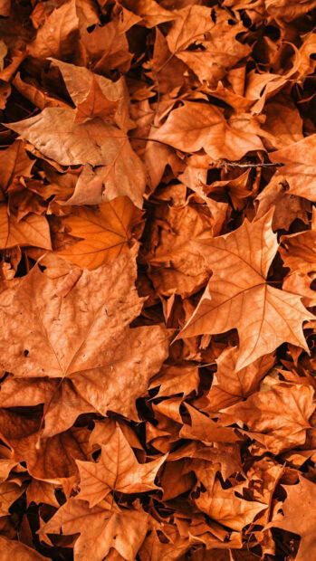 A close-up Fall Aesthetic Iphone Wallpaper showing a vibrant carpet of dry orange autumn leaves