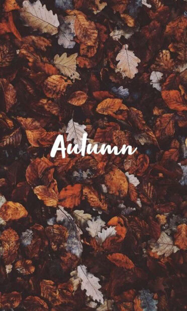 A Fall Aesthetic Iphone Wallpaper showing a close-up of dried autumn leaves with the word 'Autumn' in white script