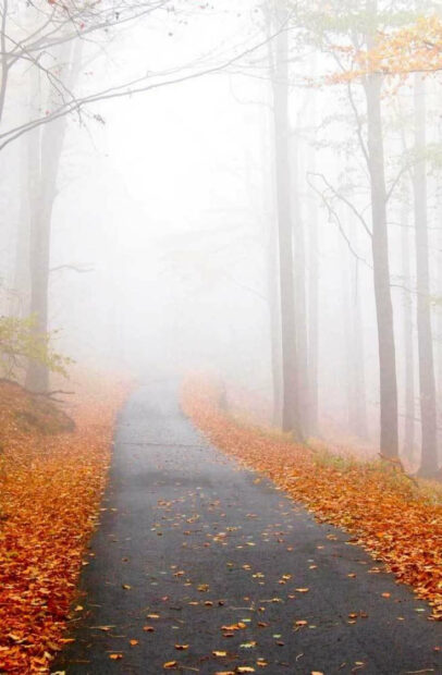 A mystical fall aesthetic iPhone wallpaper depicting a foggy forest road covered with vibrant orange autumn leaves
