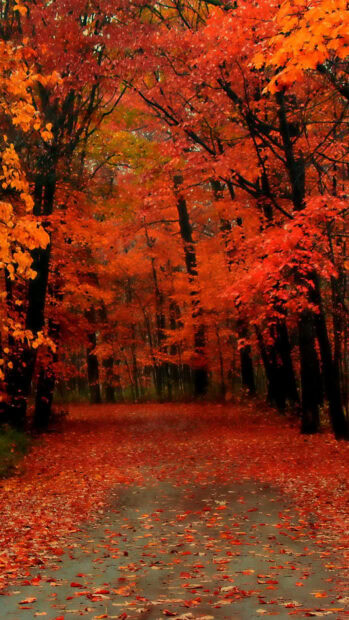 A vibrant Fall Aesthetic Iphone Wallpaper showcasing a forest path covered in bright red and orange autumn leaves