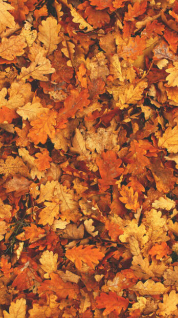 Fall Aesthetic Iphone Wallpaper showing a full background of vibrant orange and yellow fallen autumn leaves