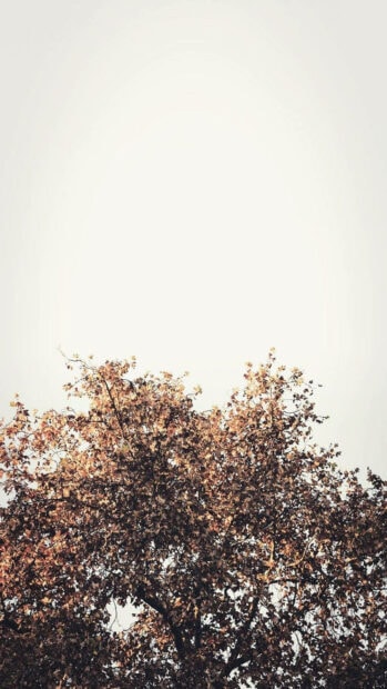 A minimalist fall aesthetic iPhone wallpaper showing the top of an autumn tree with brown leaves against a bright, clear sky
