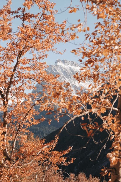 A beautiful Fall Aesthetic Iphone Wallpaper showcasing a snowy mountain peak framed by vibrant orange and brown autumn leaves