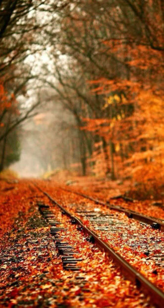 A beautiful Fall Aesthetic Iphone Wallpaper featuring train tracks covered in vibrant orange autumn leaves in a misty forest